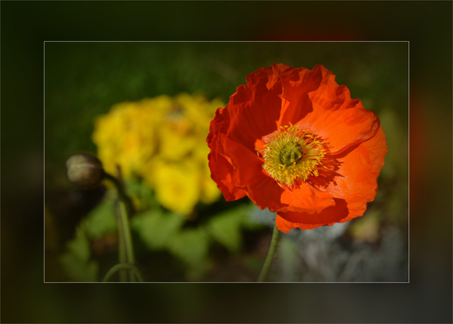 BLOG-DSC_03802-fleurs massif ND des Passes le Moulleau_hf