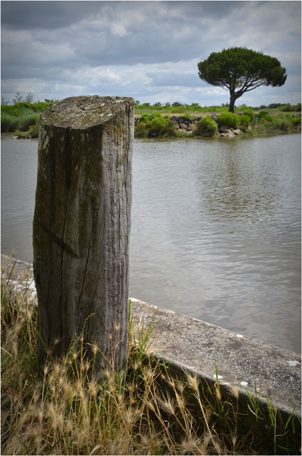 BLOG-DSC_06300-pin port du Teich