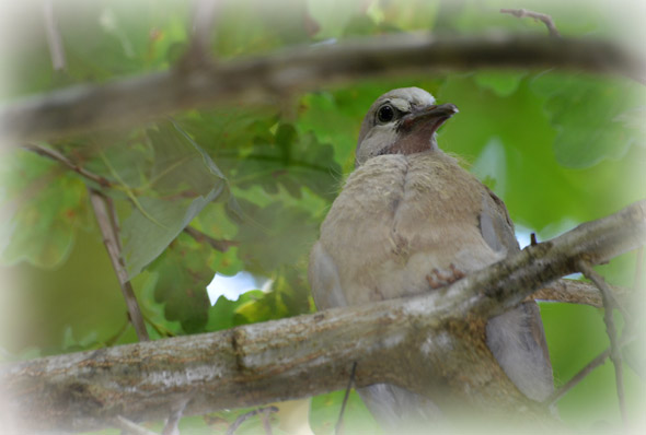 BLOG-DSC_6331-tourtereau hors du nid