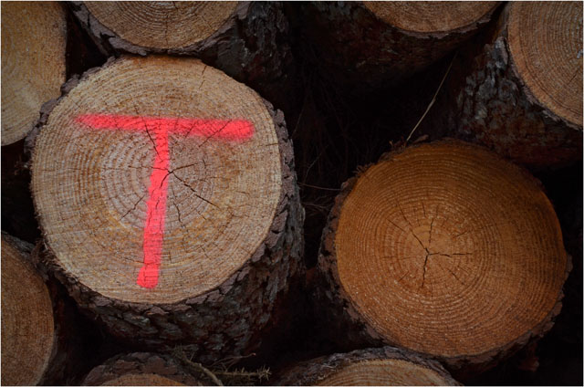 BLOG-DSC_06759-T bois route Sylvabelle le Teich