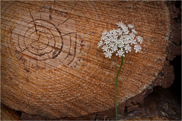 BLOG-DSC_06762-ombellifère et tronc route Sylvabelle le Teich