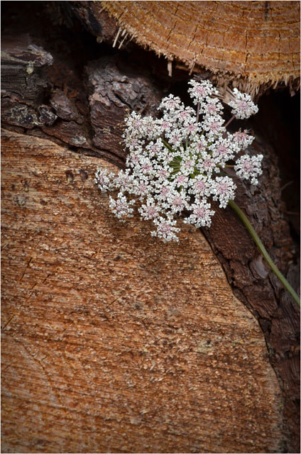 BLOG-DSC_06763-ombellifère et troncs route Sylvabelle le Teich