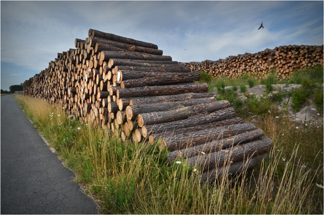 BLOG-DSC_06768-bois route Sylvabelle le Teich