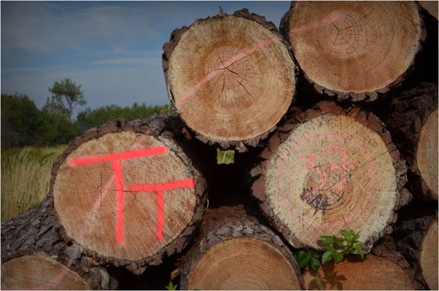 BLOG-DSC_06783-TT37 route Sylvabelle le Teich