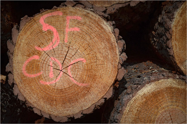 BLOG-DSC_06791-5FDCC bois route Sylvabelle le Teich