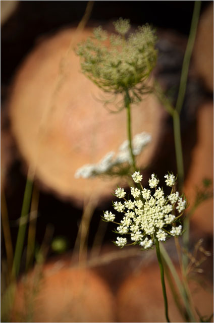 BLOG-DSC_06819-ombellifères et troncs route Sylvabelle le Teich