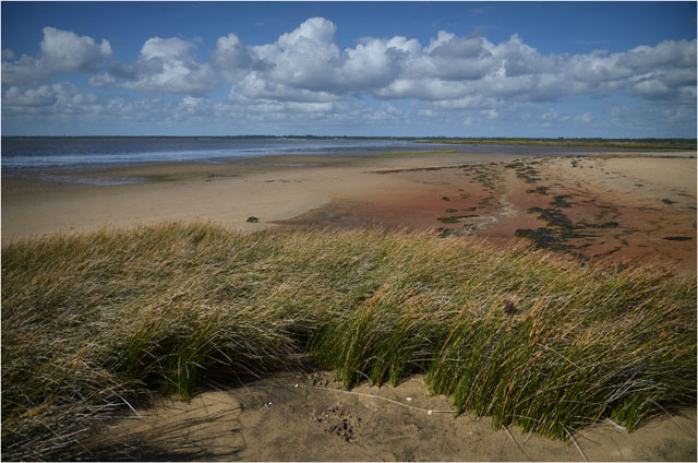 BLOG-DSC_07293-oyats rivages le Teich vers embouchure Leyre