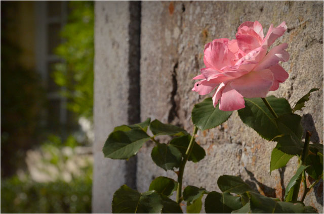 BLOG-DSC_08391-rose château de Ruat le Teich