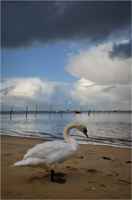 BLOG-DSC_09313-cygne rivages pointe Aiguillon Arcachon et nuages