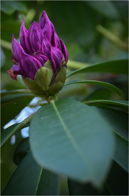 BLOG-DSC_09791-semi floraison rhododendron Novembre 2011