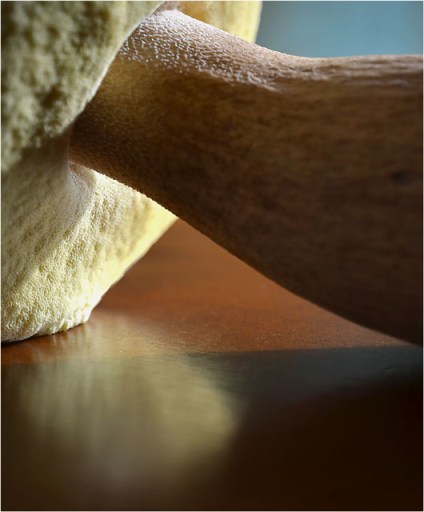 BLOG-DSC_09808-pied et dessous cèpe du jardin