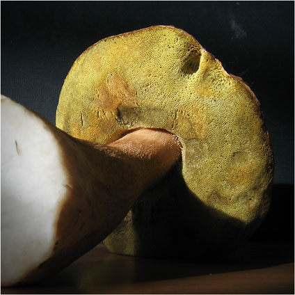 BLOG-IMG_1867-dessous cèpe