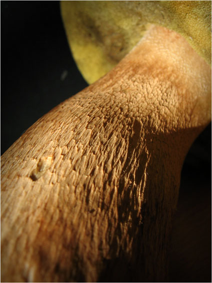 BLOG-IMG_1872-pied et dessous cèpe