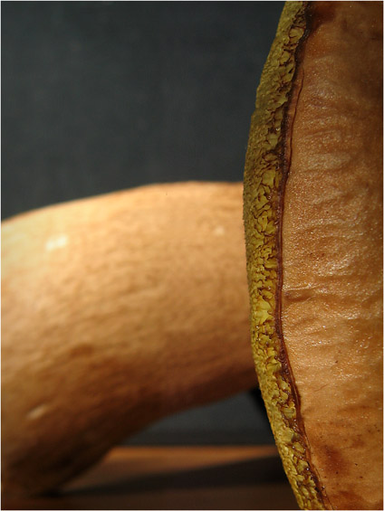 BLOG-IMG_1874-bord chapeau cèpe