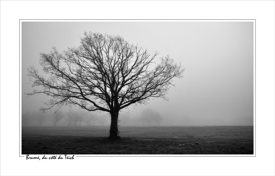 BLOG-DSC_13161-arbre dénudé et brume N&B cadre blanc