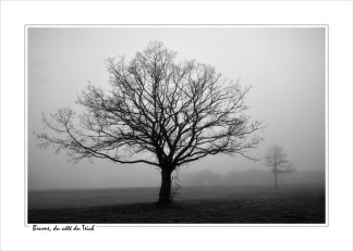 BLOG-DSC_13162-arbre dénudé et brume N&B cadre blanc