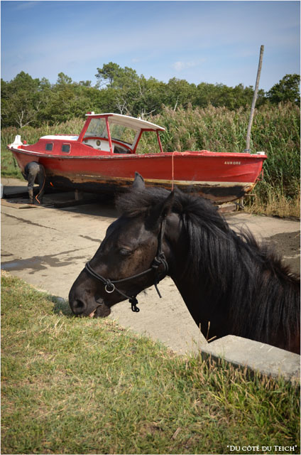 BLOG-DSC_16217-cheval cale port des Tuiles Biganos