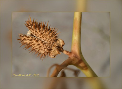 BLOG-DSC_16649-datura stramoine fin été_hf