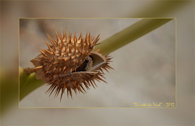 BLOG-DSC_16651-rec-datura stramoine fin été_hf