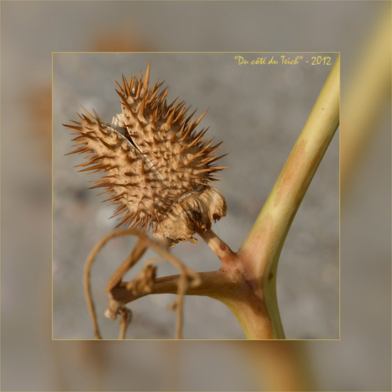 BLOG-DSC_16653-rec-datura stramoine fin été_hf