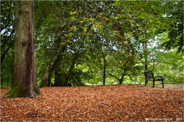 BLOG-DSC_17044-banc automne parc de Bourran Mérignac