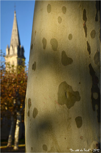 BLOG-DSC_17435-tronc platane et clocher Audenge