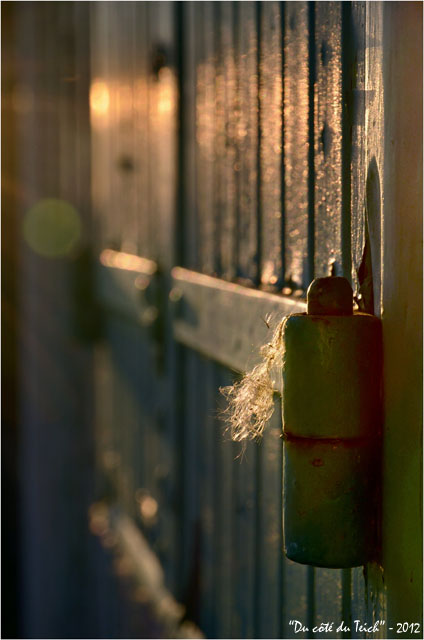 BLOG-DSC_18221-gond et flocons baccharis lumière du soir cabane port des Tuiles