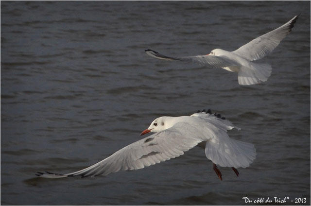 BLOG-DSC_18683-vol mouettes