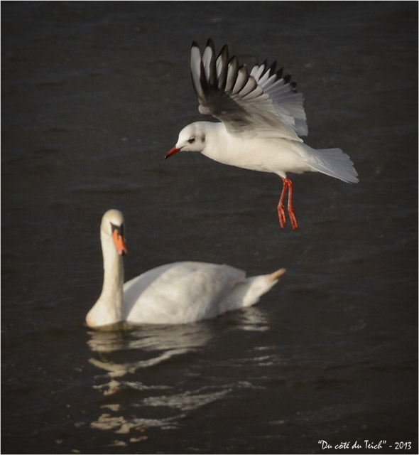 BLOG-DSC_18684-mouette et cygne domaine Graveyron Audenge