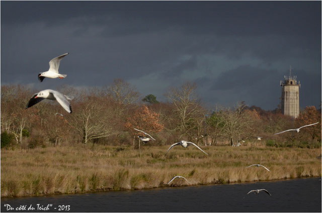 BLOG-DSC_18689-vol mouettes et château d'eau Audenge