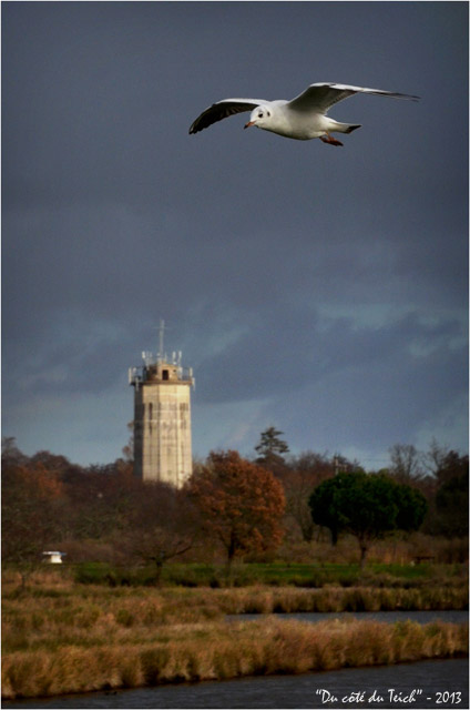 BLOG-DSC_18691-mouette et château d'eau Audenge
