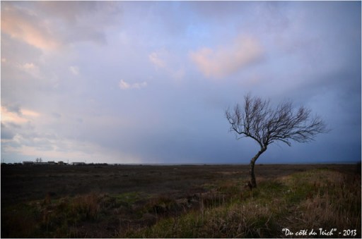 BLOG-DSC_19766-arbre dénudé crépuscule Gujan Meyran BLOG-DSC_19766-arbre dénudé crépuscule Gujan Meyran
