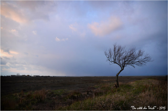 BLOG-DSC_19766-arbre dénudé crépuscule Gujan Meyran BLOG-DSC_19766-arbre dénudé crépuscule Gujan Meyran