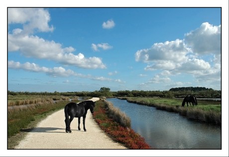 CP-DSC_2460-chevaux parc le Teich CP-DSC_2460-