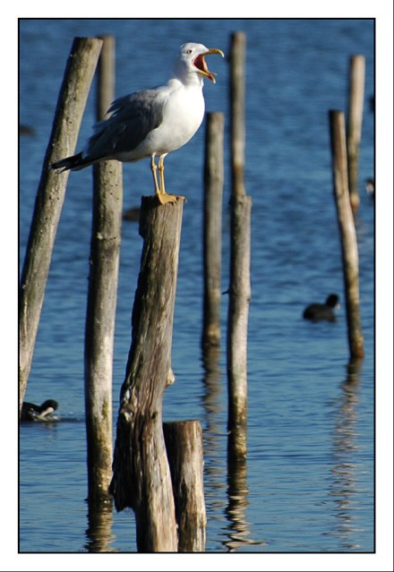 CP-DSC_3156-rec-goéland bec ouvert