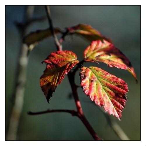 CP-DSC_3162-feuille de ronces
