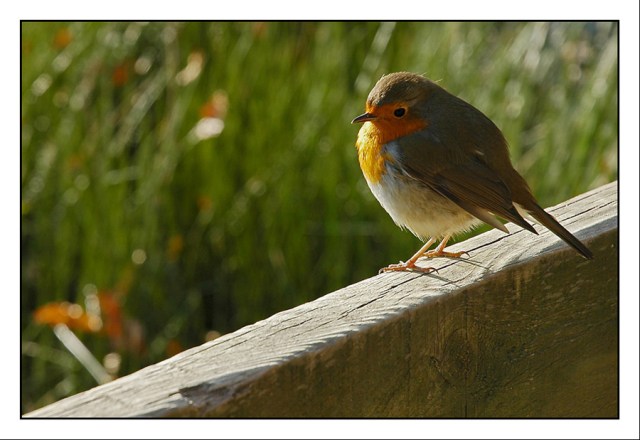 CP-DSC_3870-rouge-gorge sur balustrade