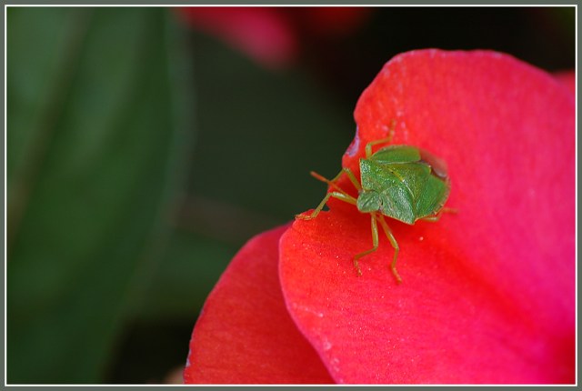 CP-DSC_6175-punaise sur impatiens