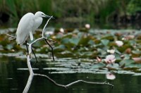 CP-DSC_6826-aigrette garzette & nénuphars
