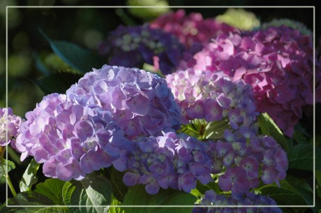 CP-DSC_7306-hortensias au soleil