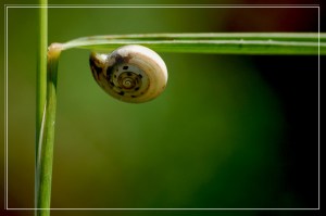 CP-DSC_7436-escargot & angle droit