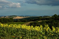 CP-DSC_9058-colines & tournesols Grazac