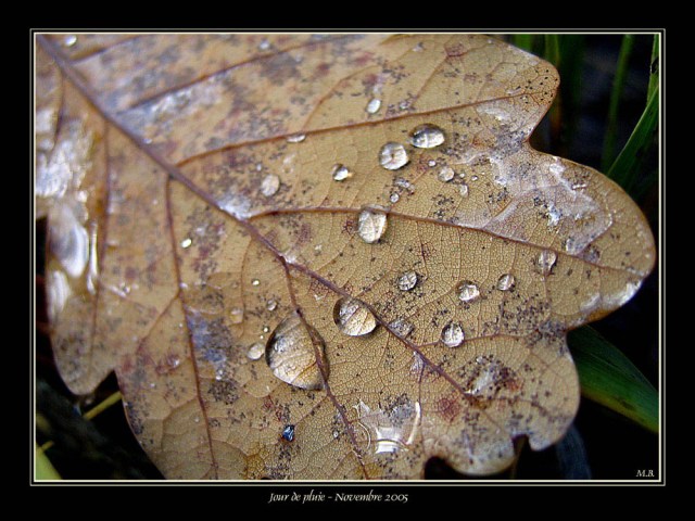 CP-IMG_1871-gouttes d'eau
