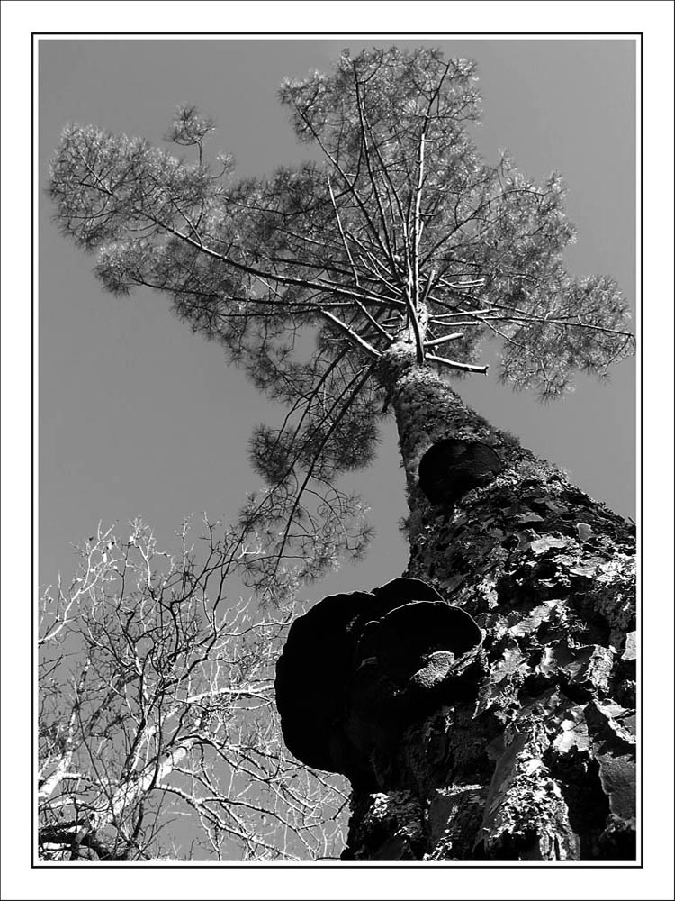 CP-IMG_2529-cîmes N&B