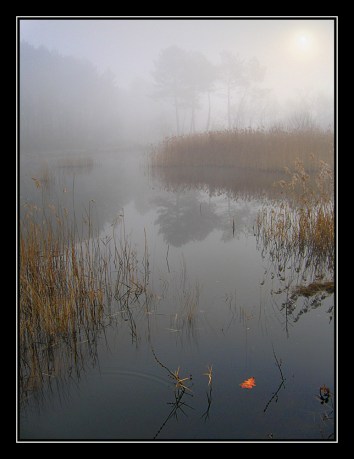 CP-IMG_2700+2713-feuille sur le lac