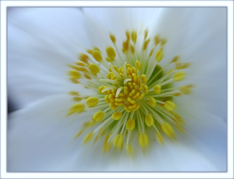 CP-IMG_3135-coeur de rose de Noël FR