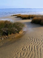 CP-IMG_5973-sable, herbes, Bassin 0