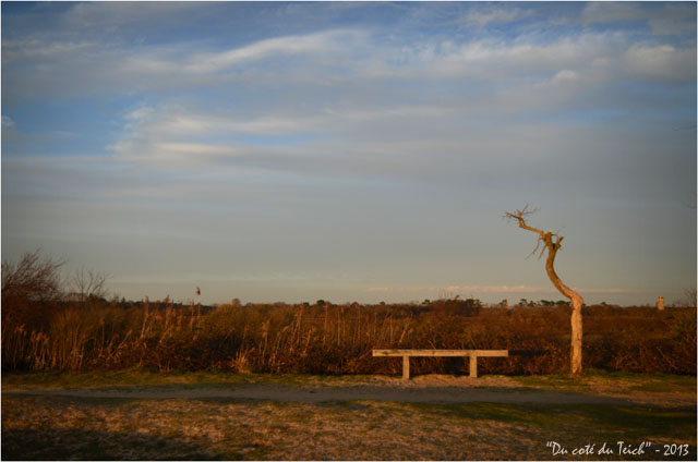 BLOG-DSC_20059-banc et arbre mort sentier littoral Audenge 1