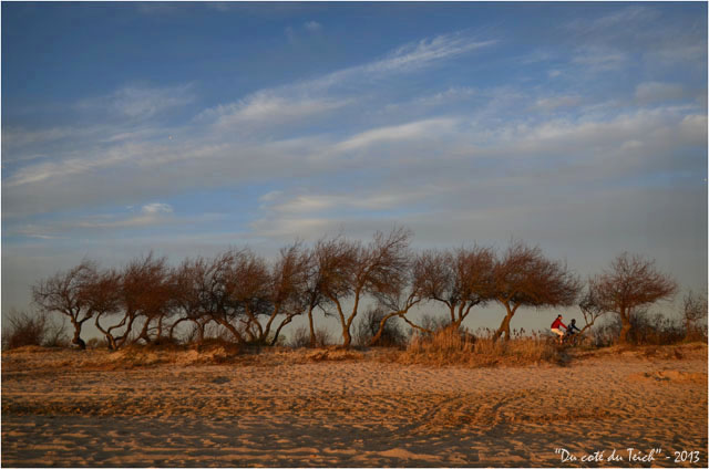 BLOG-DSC_20061-tamaris et cyclistes sentier littoral Audenge 2