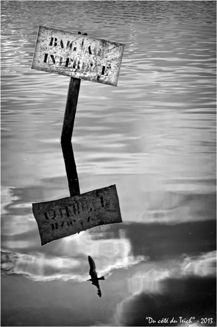 BLOG-DSC_20095-baignade interdite et reflet mouette N&B2